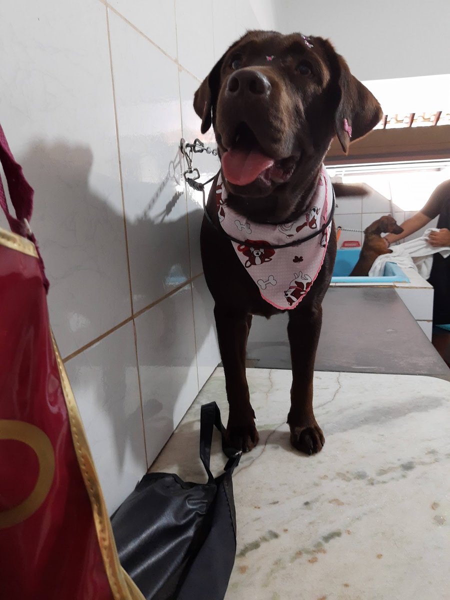 Banho E Tosa - Pet Shop em Ribeirão Preto