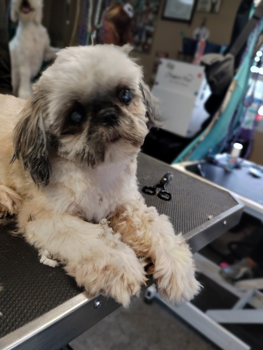 Kara's Lucky Dog Pet Grooming - Photo 2