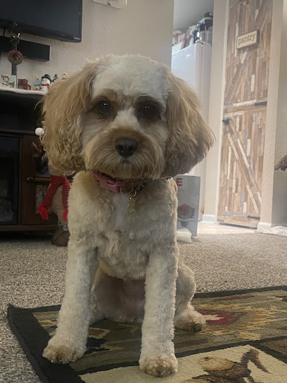 Animal House Pet Grooming