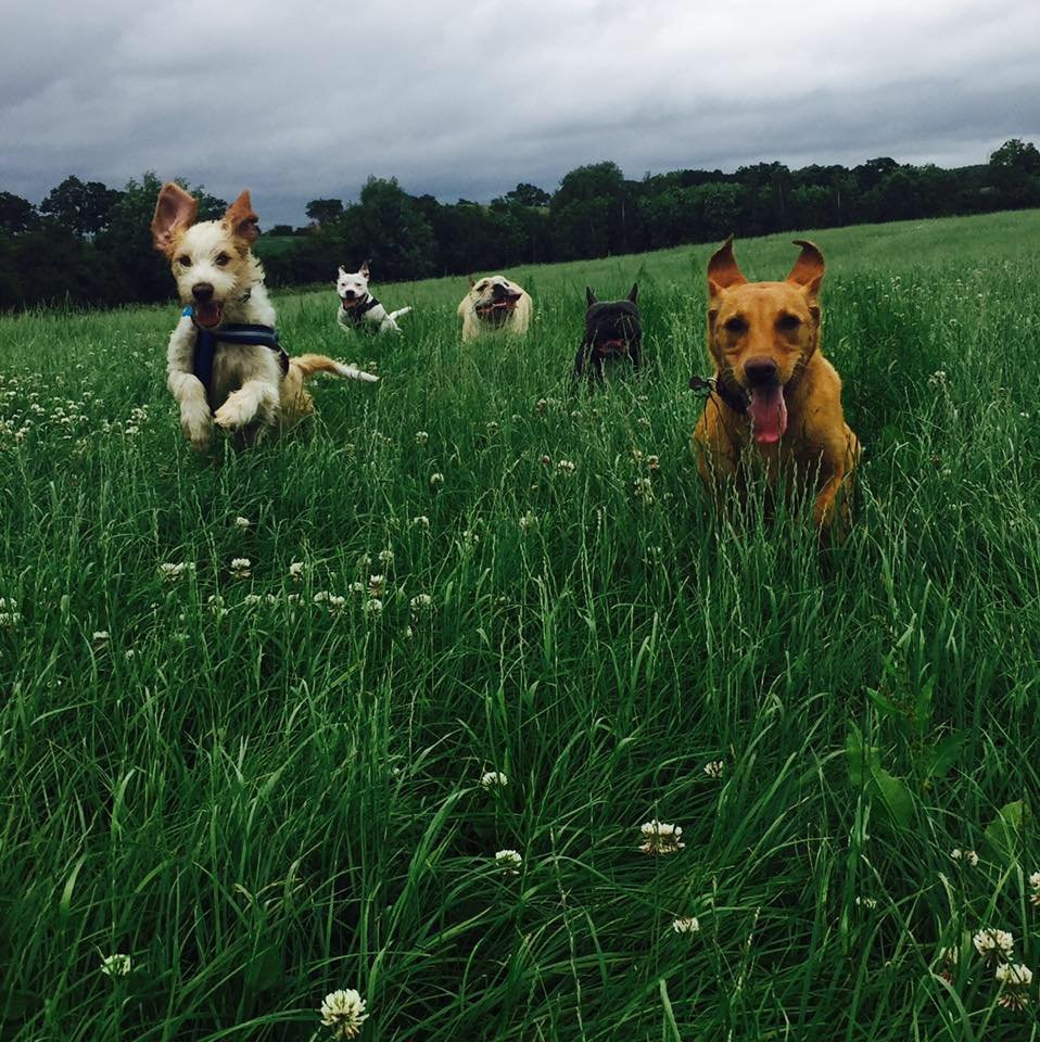 Redditch Dog Walking - Photo 2
