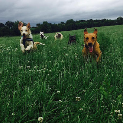 Redditch Dog Walking - Pet Shop in Birmingham