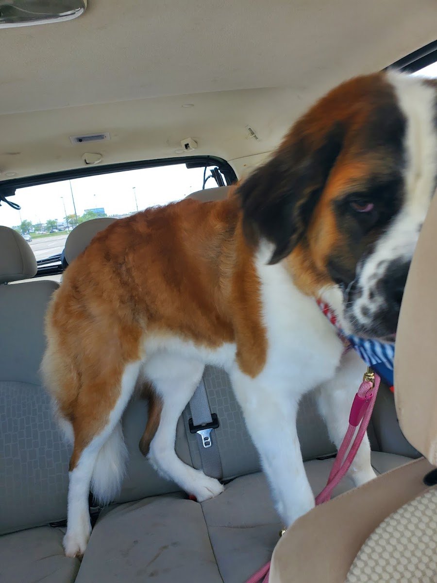 PetSmart Grooming - Photo 2