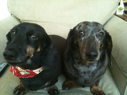Camby Pet Sitting - Pet Shop in Indianapolis