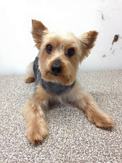 Dog In Suds Mobile Dog Grooming