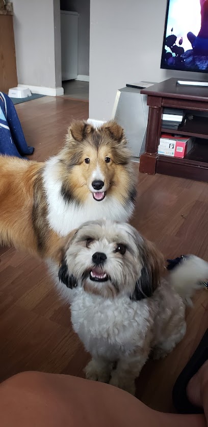 Allpawsondecktraining