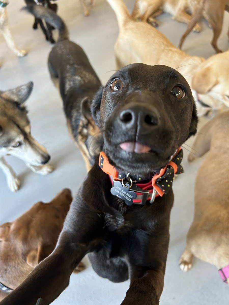Puppy Playground - Photo 2
