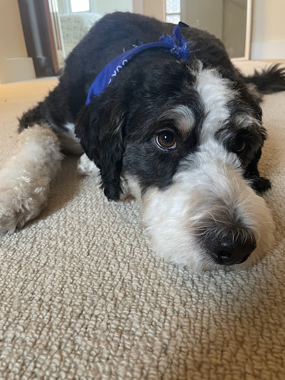 REX Seattle Pet Grooming & Spa