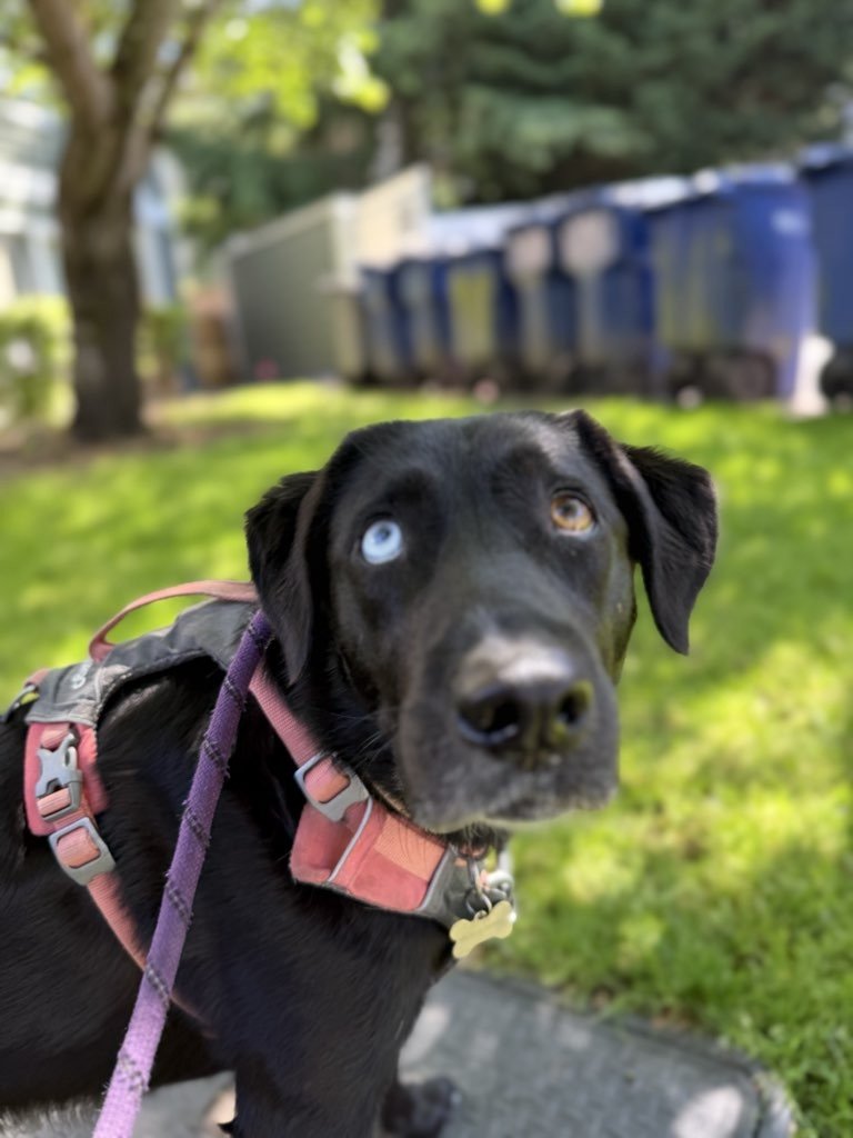 Baker Street Petcare & Concierge LLC - Photo 2