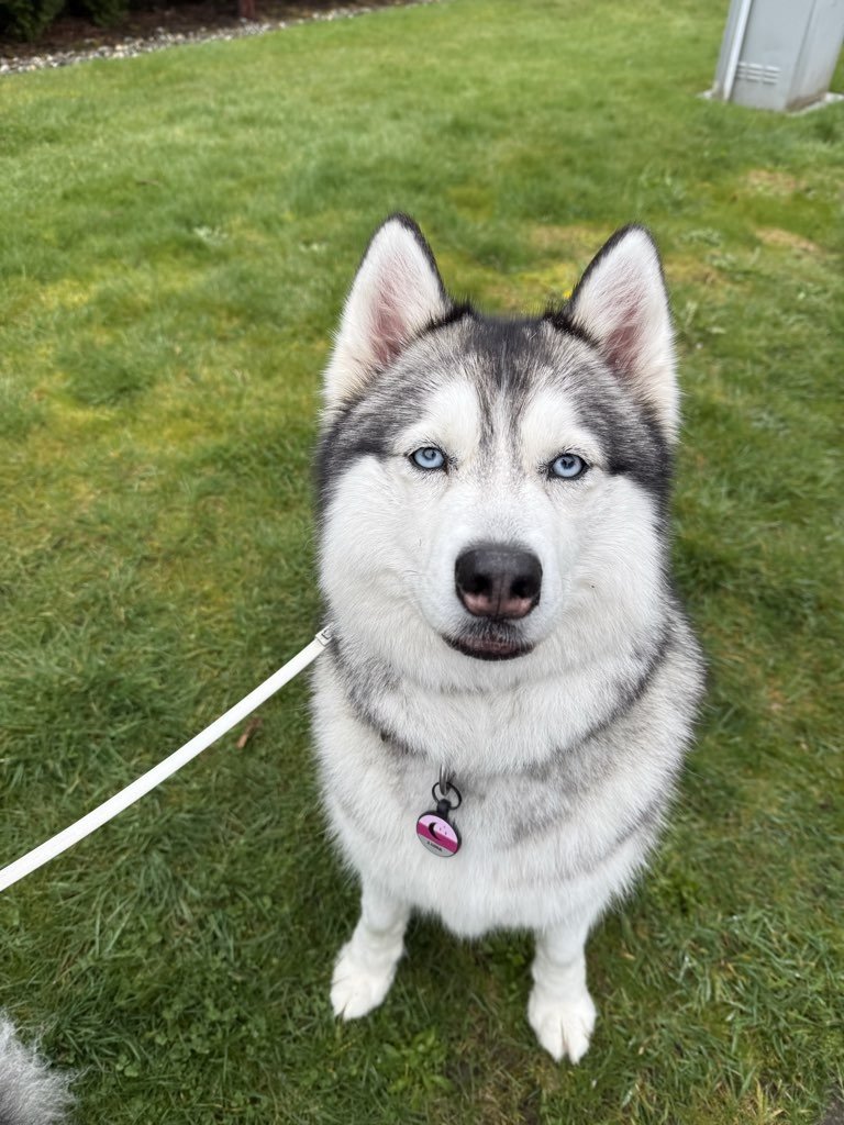Baker Street Petcare & Concierge LLC - Photo 4