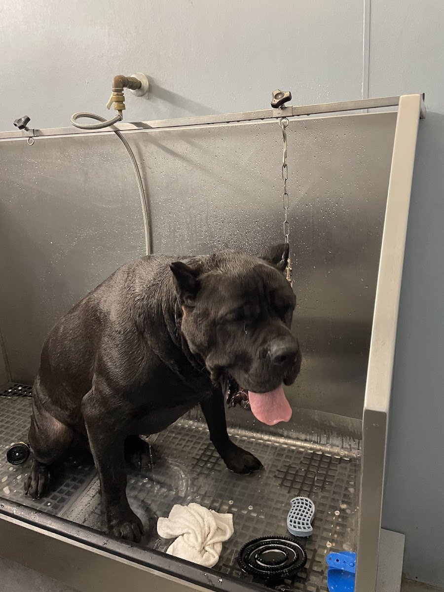 The Wash Dog - Photo 2