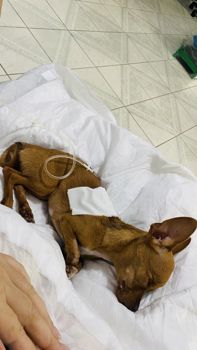 Veterinária Jardim Primavera