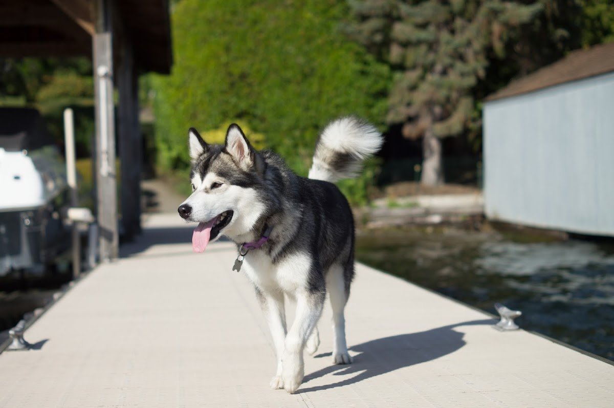 The Waggly Tail - Photo 2