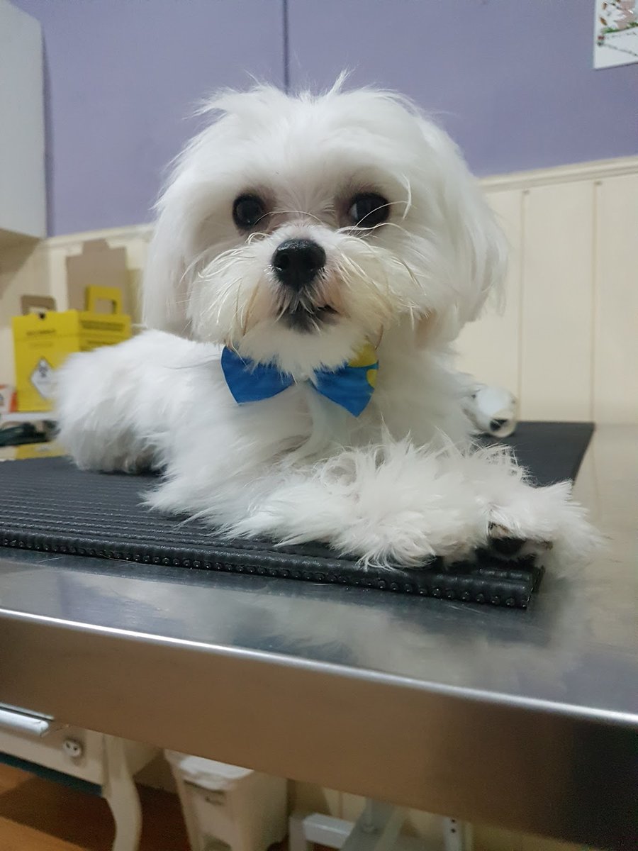 Immp Consultório Veterinário