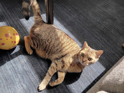 Fantastic Dog & Cat Sitting Service