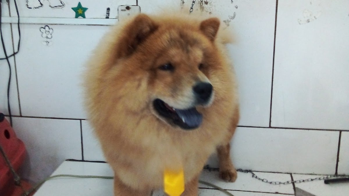 Banho e Tosa da Vila - Pet Shop em São João de Meriti