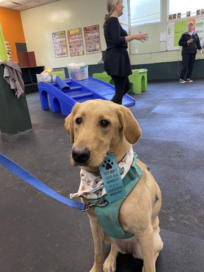 Fuzzy Buddy's Dog Daycare and Dog Training
