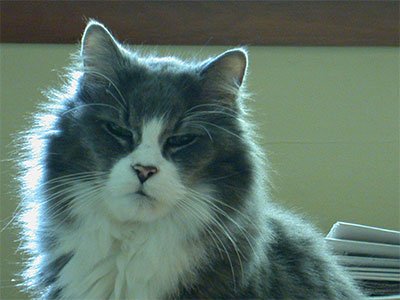 Encore Cat Sitting - Photo 2