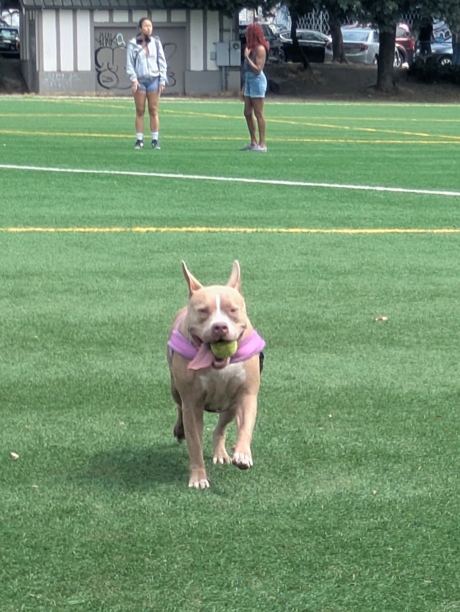 Club Dogfish - Photo 2