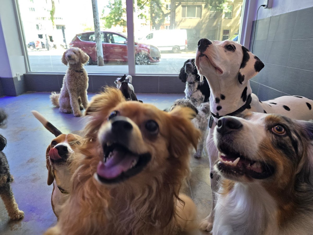 Club Dogfish - Photo 4