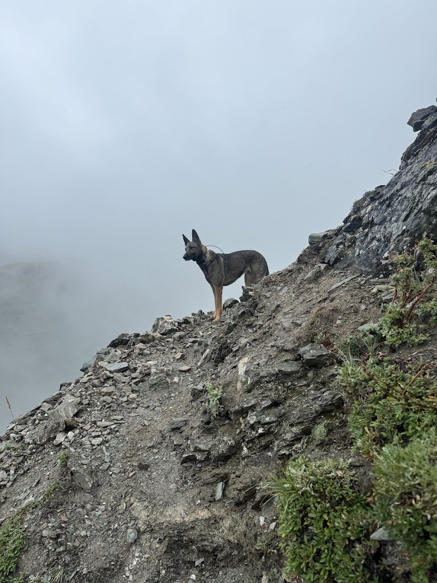 WA Dog - Photo 2