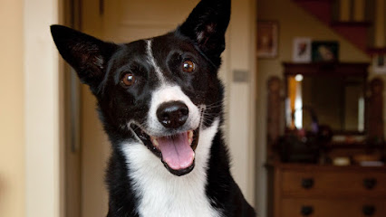 Penny Bolton, Dog Training Seattle - Pet Shop in Seattle