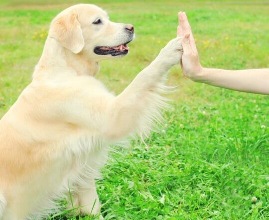 Canine Behavior Center Inc - Photo 2