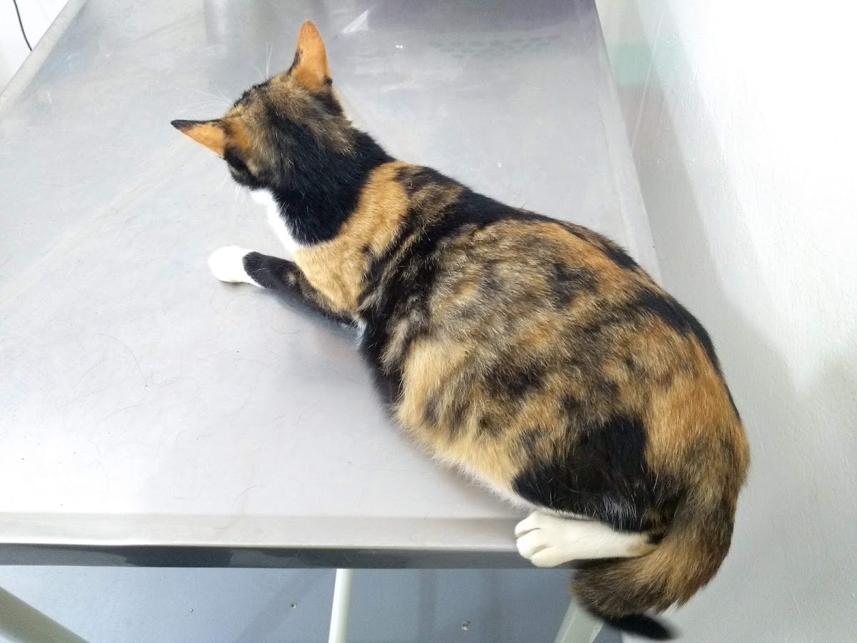 Veterinary Clinic San Francisco