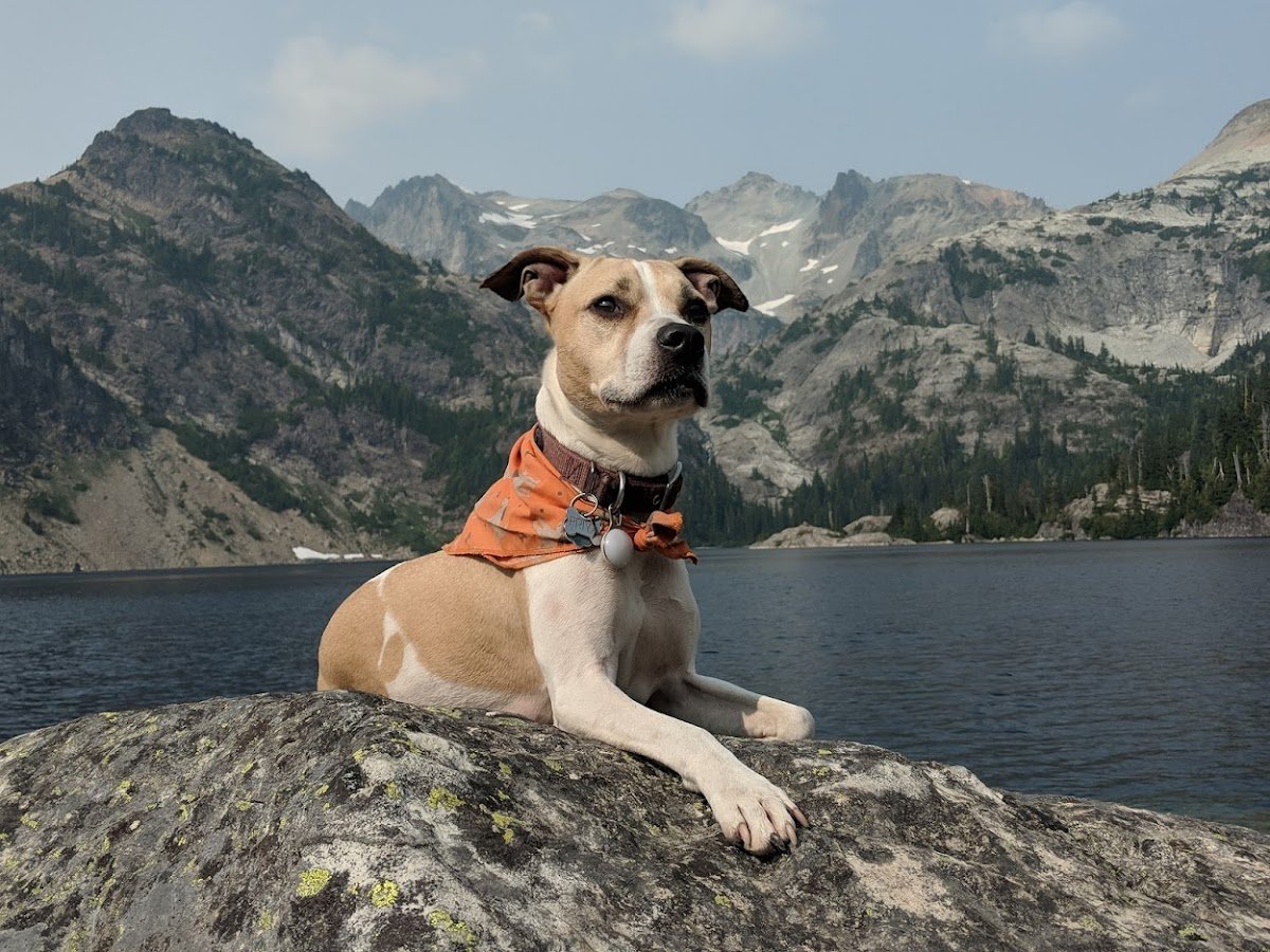 Pleased by Paws - Photo 2