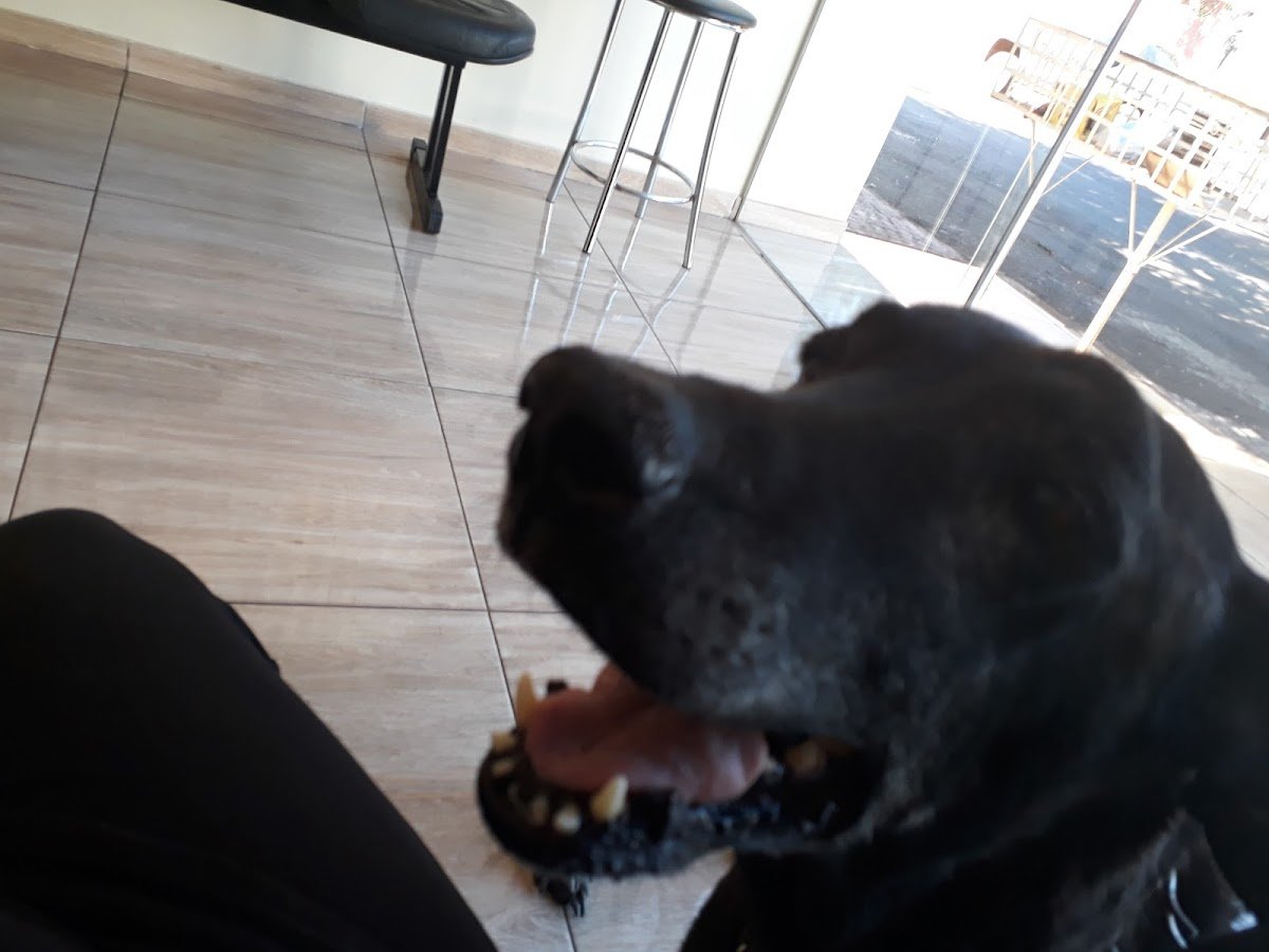 Clínica Veterinária Dr Auau