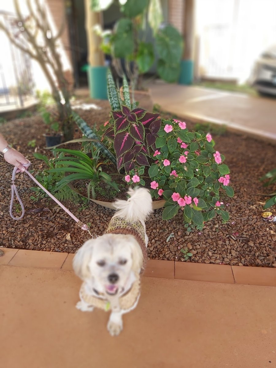 Clinica Veterinaria UPA Animais