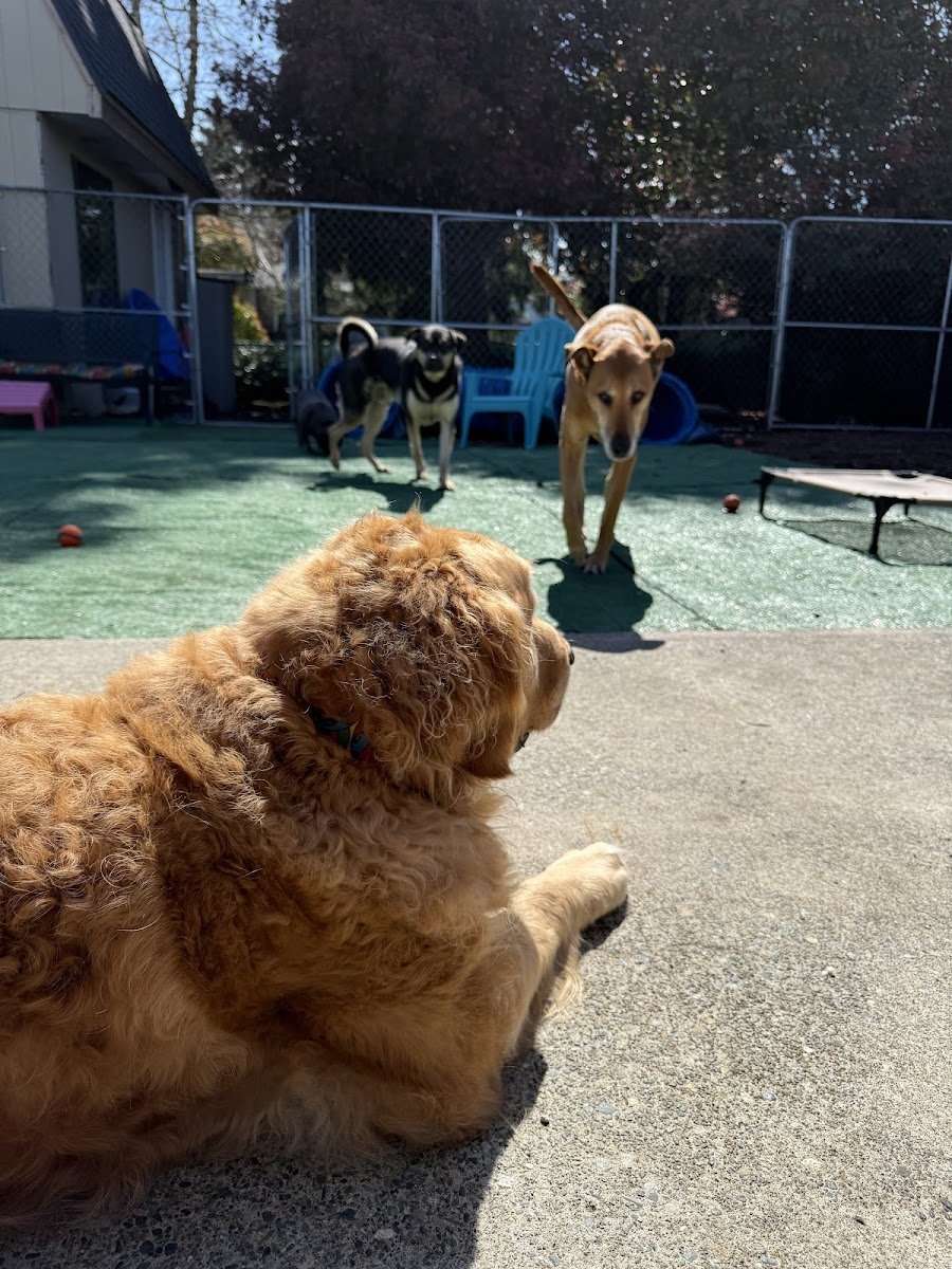 Paws Play House - Photo 2