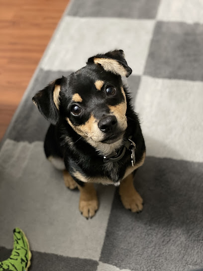 The Leash and Collar