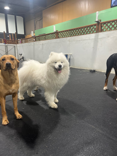 Seattle Canine Club - SoDo