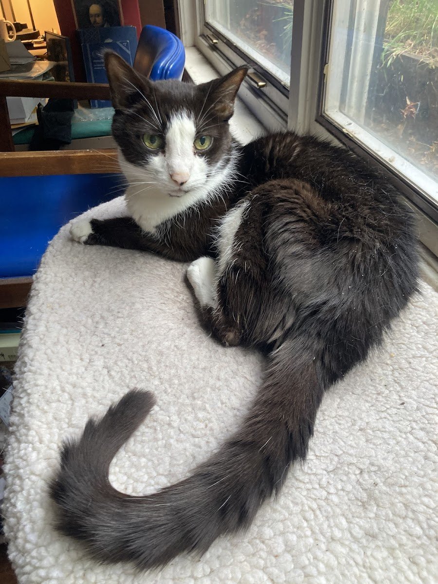 Broadway Veterinary Hospital - Photo 2
