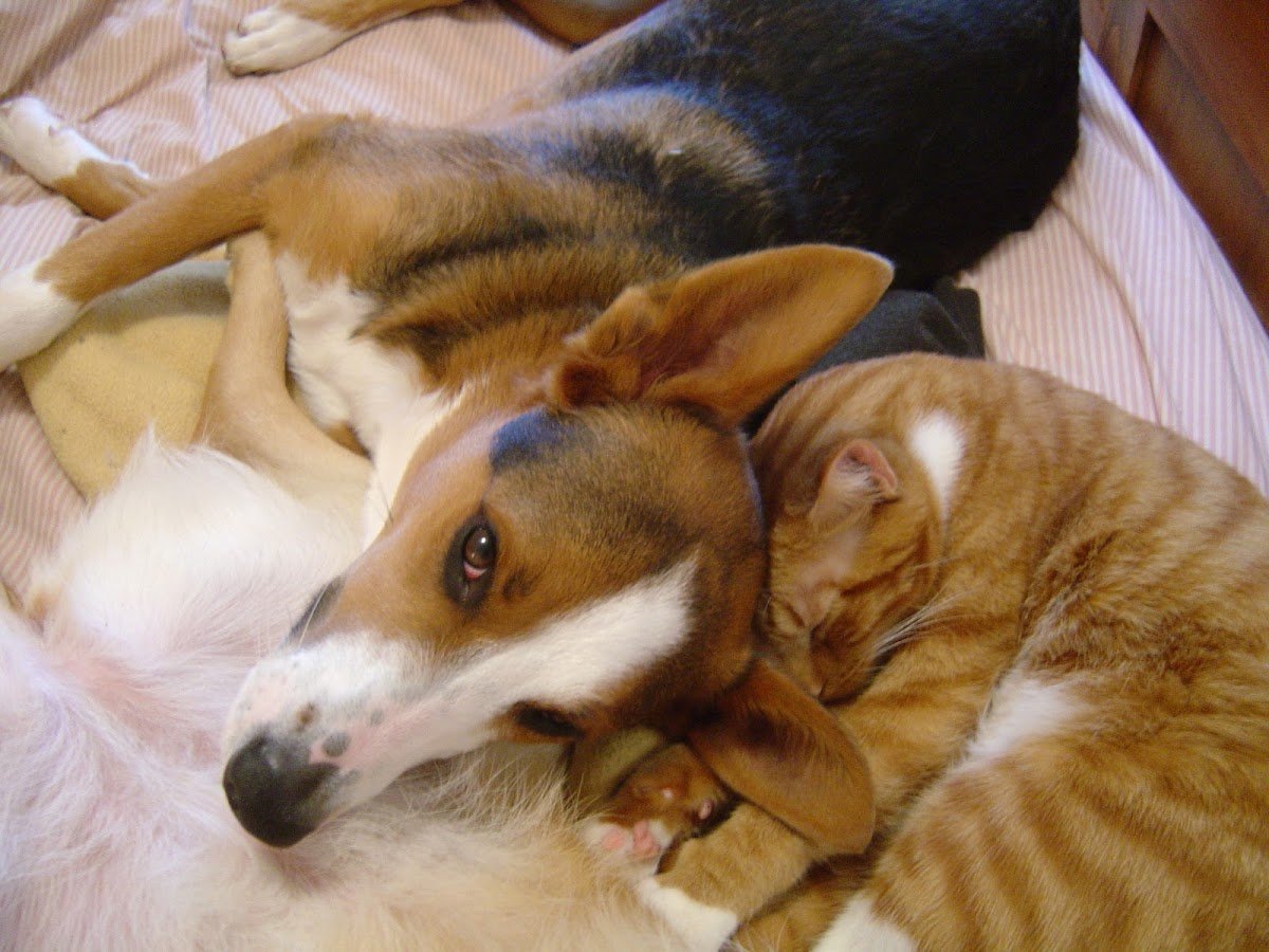 Four Paws Veterinary Center - Photo 2