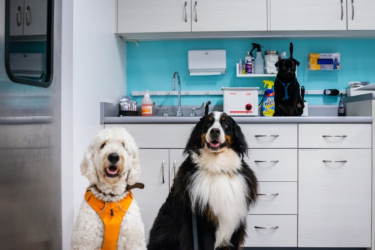 Seatown Veterinary Care - Photo 2