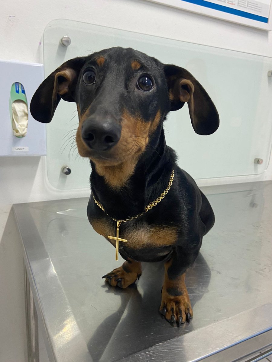 Veterinário - Pet Shop em São José dos Campos