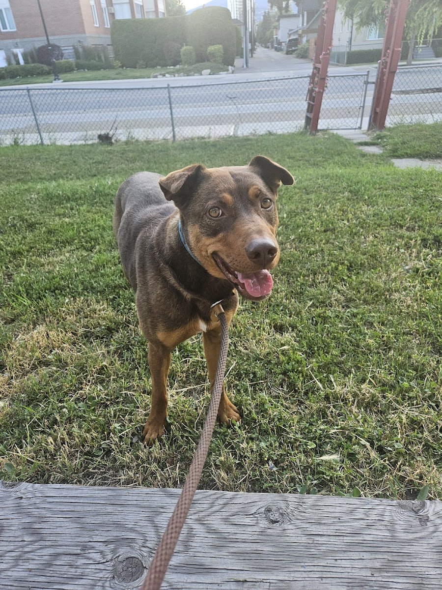 Rover.com - Photo 2