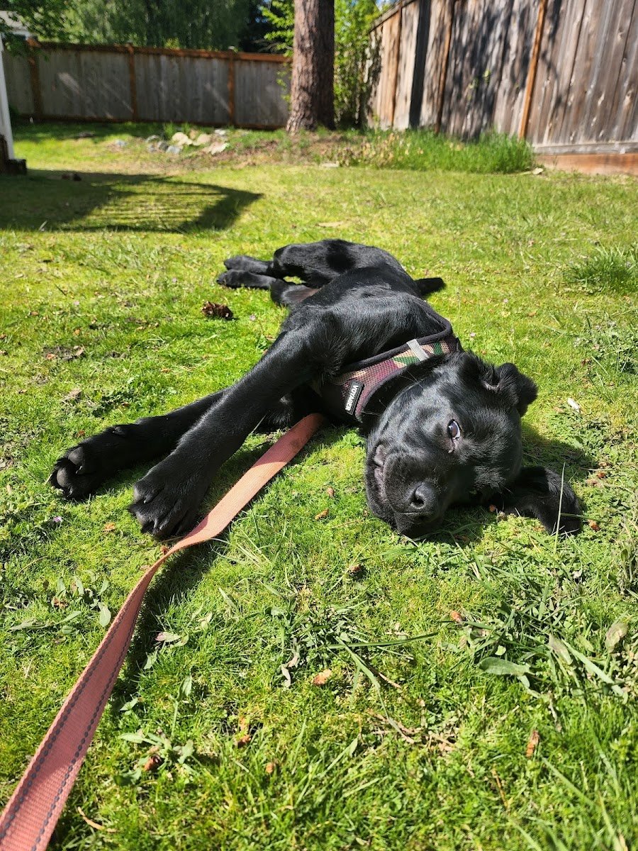 Lucky's Pet Concierge LLC - Photo 2