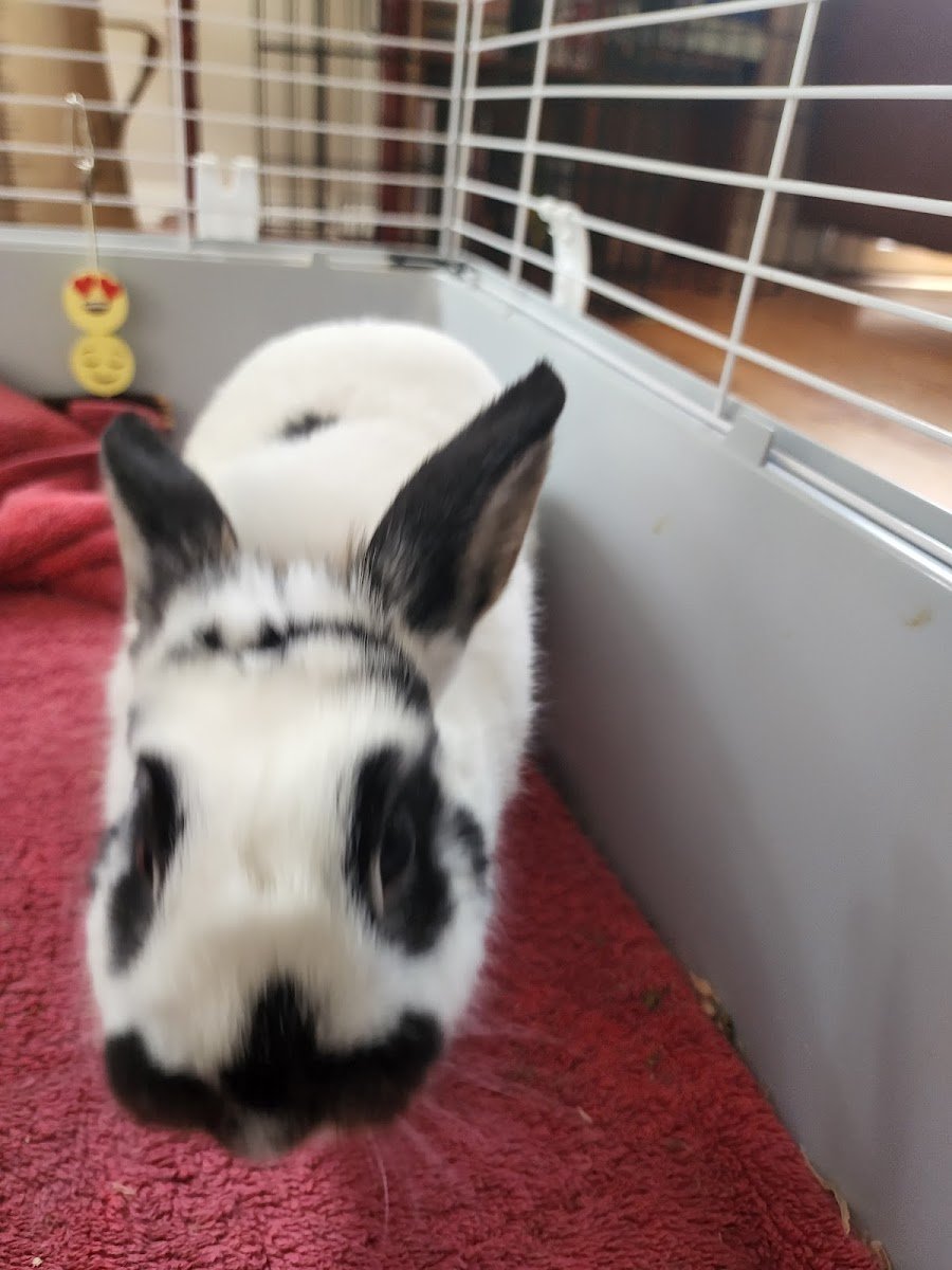 Lucky's Pet Concierge LLC - Photo 4