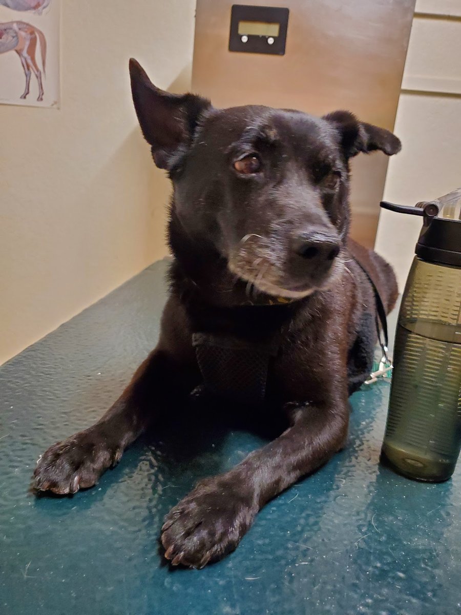 El Centro Animal Clinic: C.O. Kenagy, DVM