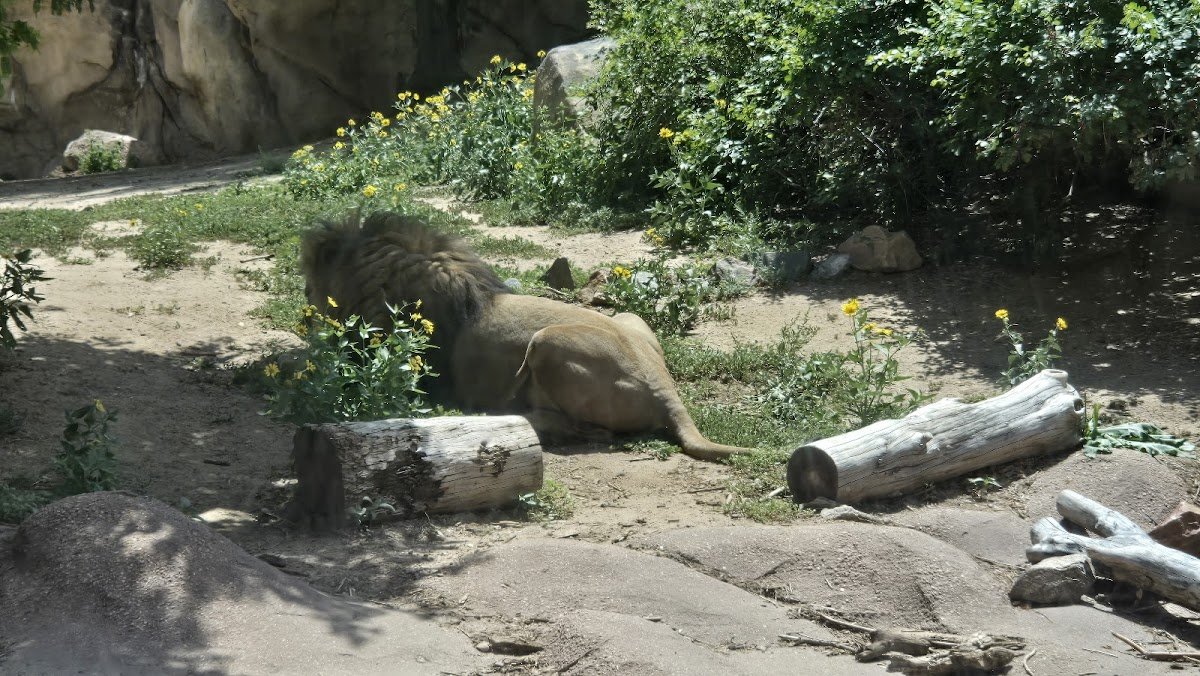 Denver Zoo - Photo 2