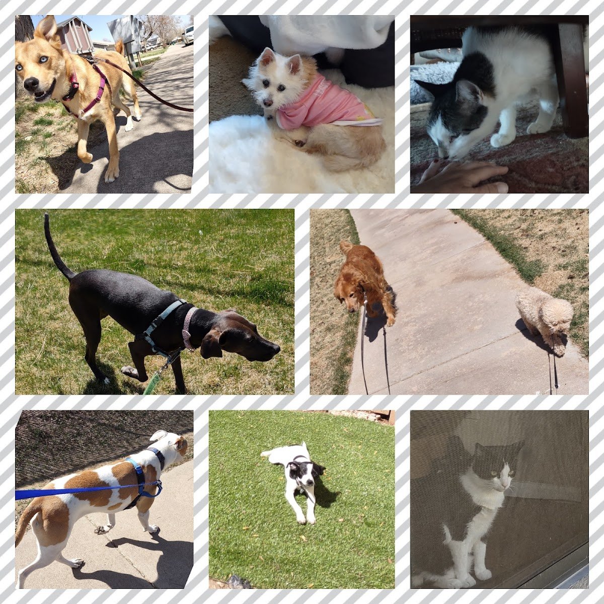 Wandering Paws Pet care, llc - Photo 2