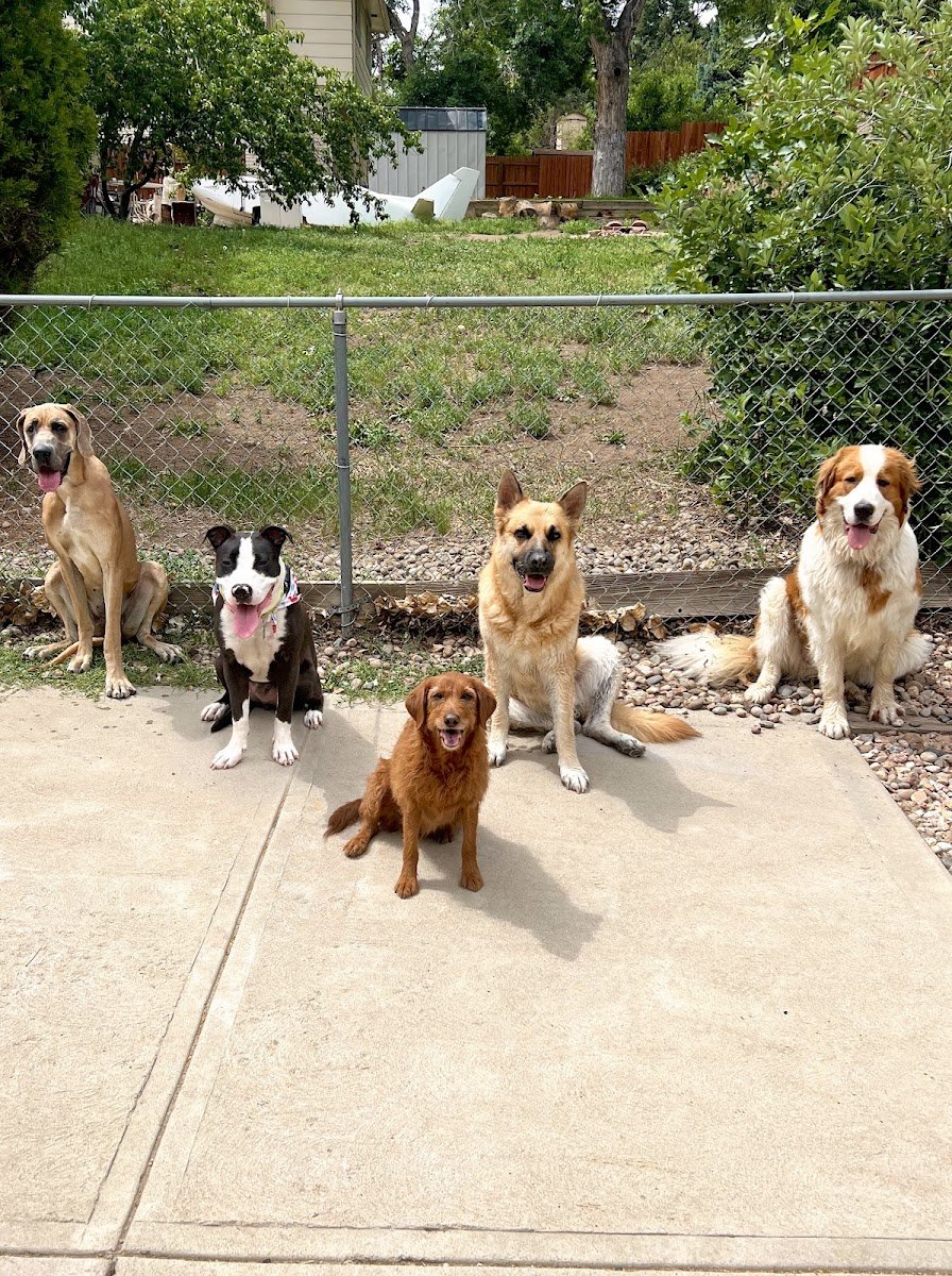 ComPAWssionate Canines - Photo 2