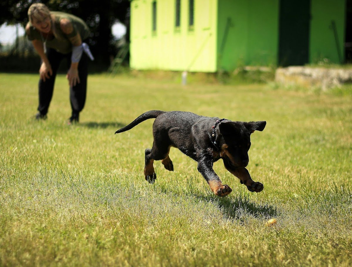 Keen K9 Dog Training - Photo 2
