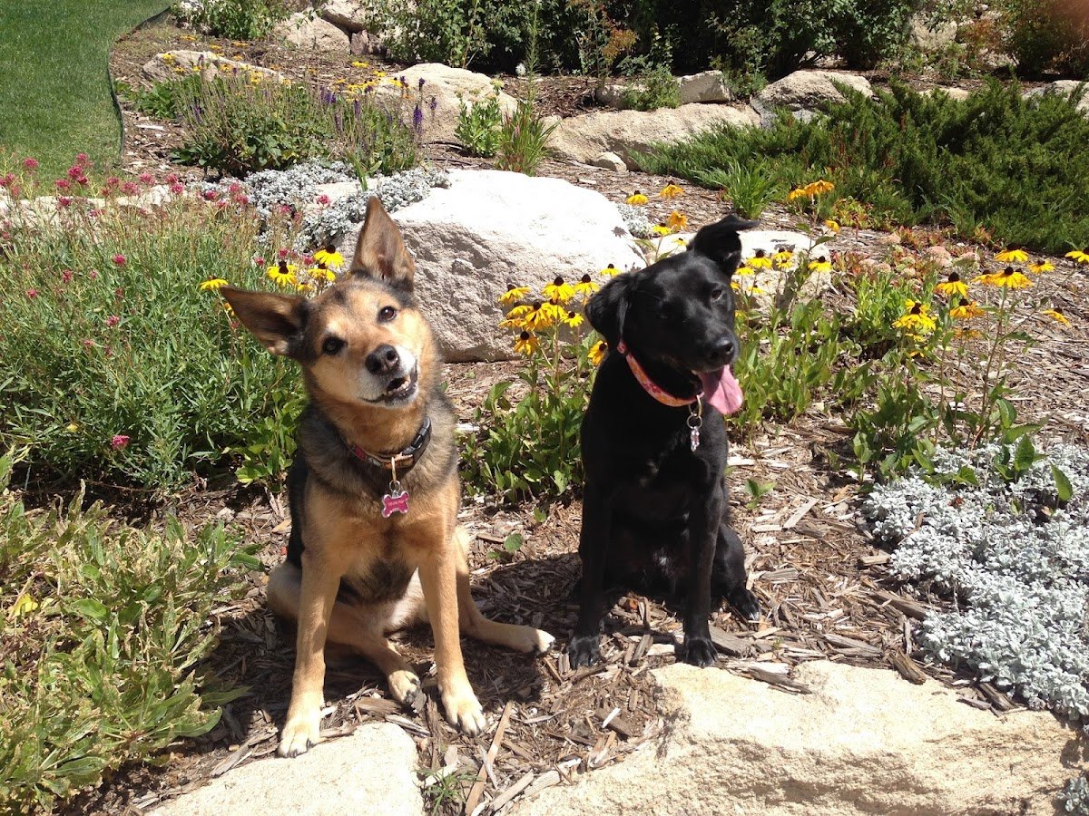 All Ears Dog & Puppy Training - Photo 2