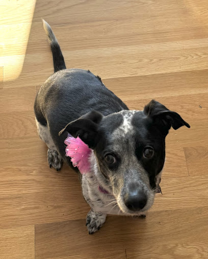 Maggie's Canine Connection