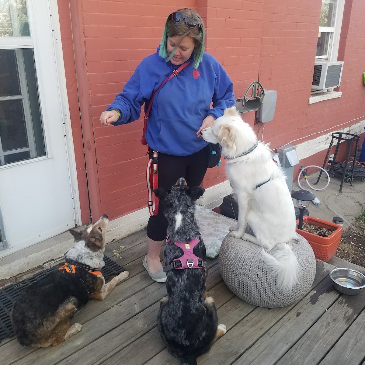 Kindred Canine, LLC - Photo 2