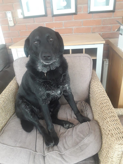 Pet Care Coventry -Tcpetcare - Est 2019 - Experienced Local Pet Care