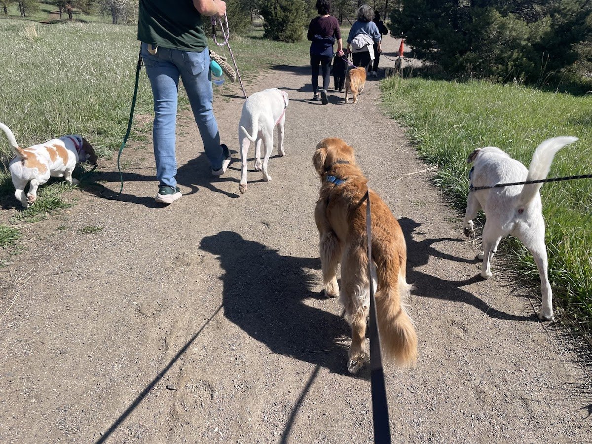The Good Dog Project - Photo 2